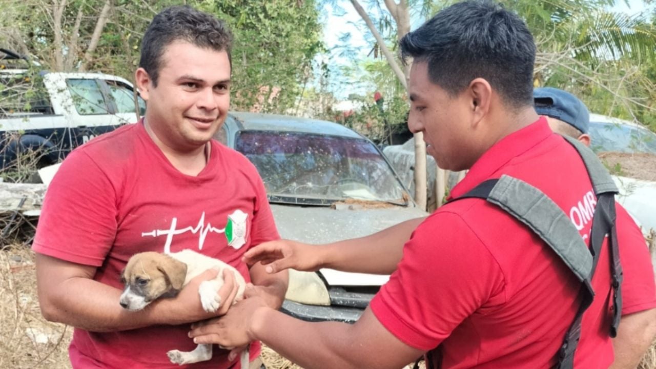 Claves y retos de los heroes caninos la importancia social - plare.