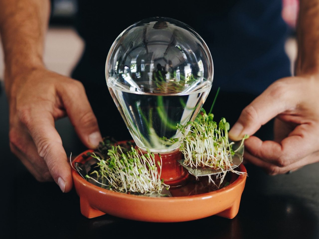 Decouvrez les 5 Etapes Essentielles pour Cultiver des Microgreens Nutriments - plare.