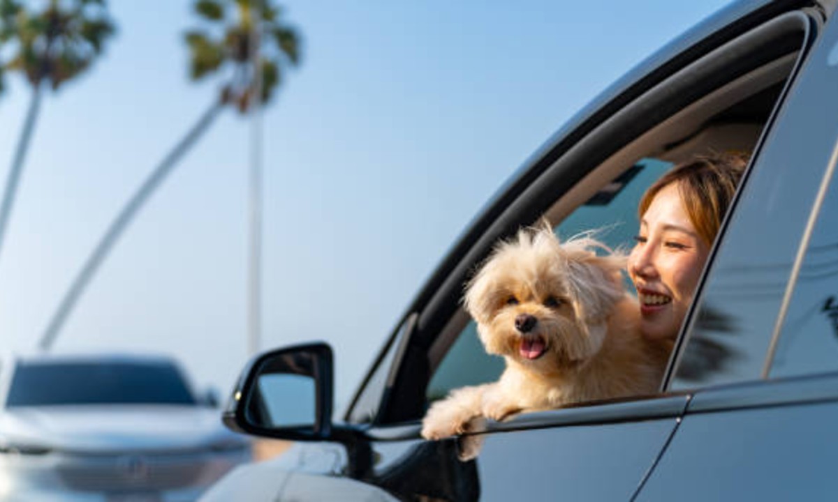 mobilité durable avec des chiens