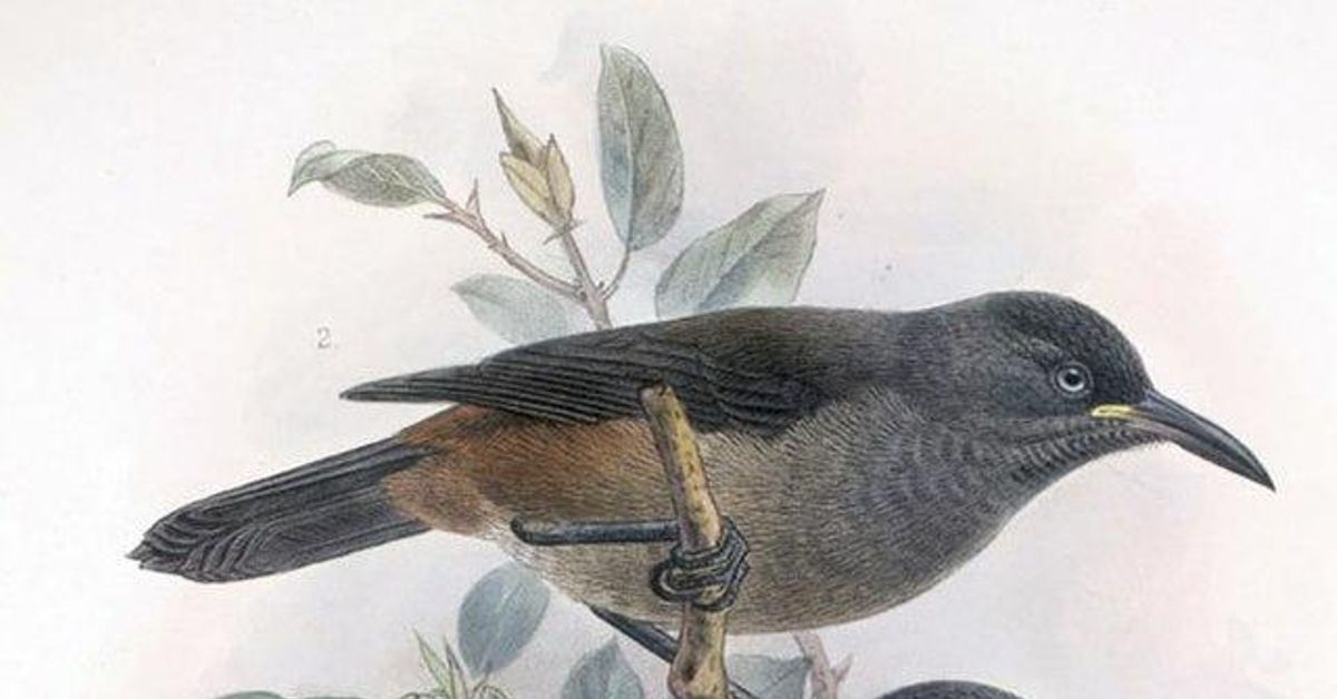 El papel de las aves en peligro de extincion en los ecosistemas 4 - plare.