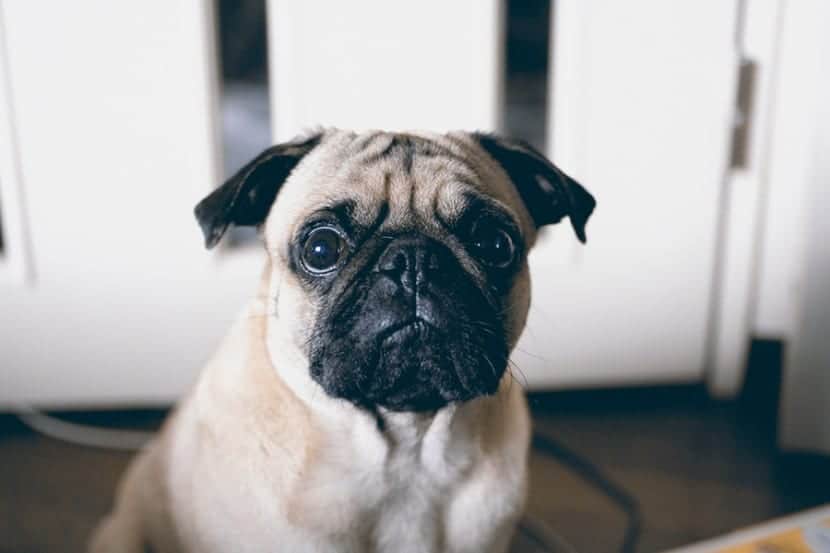 Entiende mi perro lo que significan las palabras Si y No - plare.