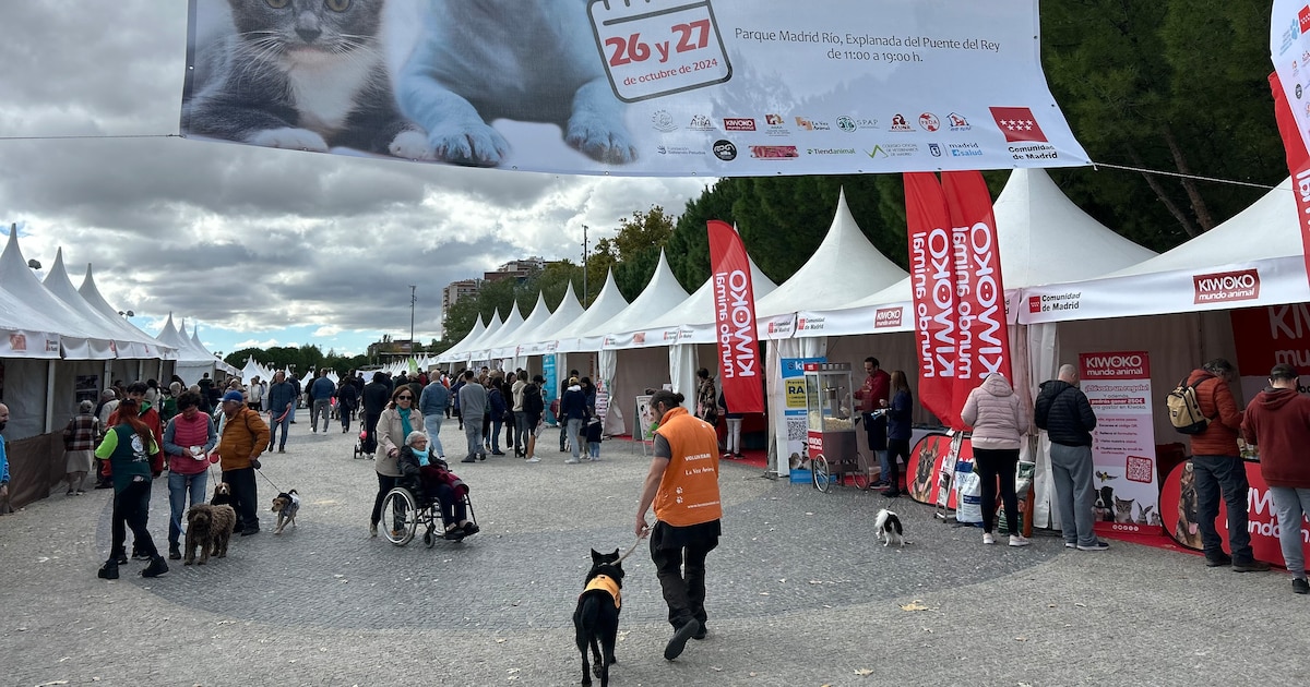 Evenements essentiels exigences et lessor de la possession responsable en - plare.