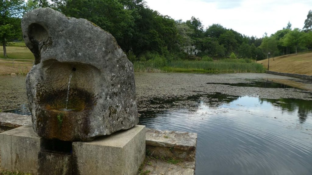 Galicia face à une saturation potentielle du marché du pin : enjeux fongiques et futurs défis du secteur forestier
