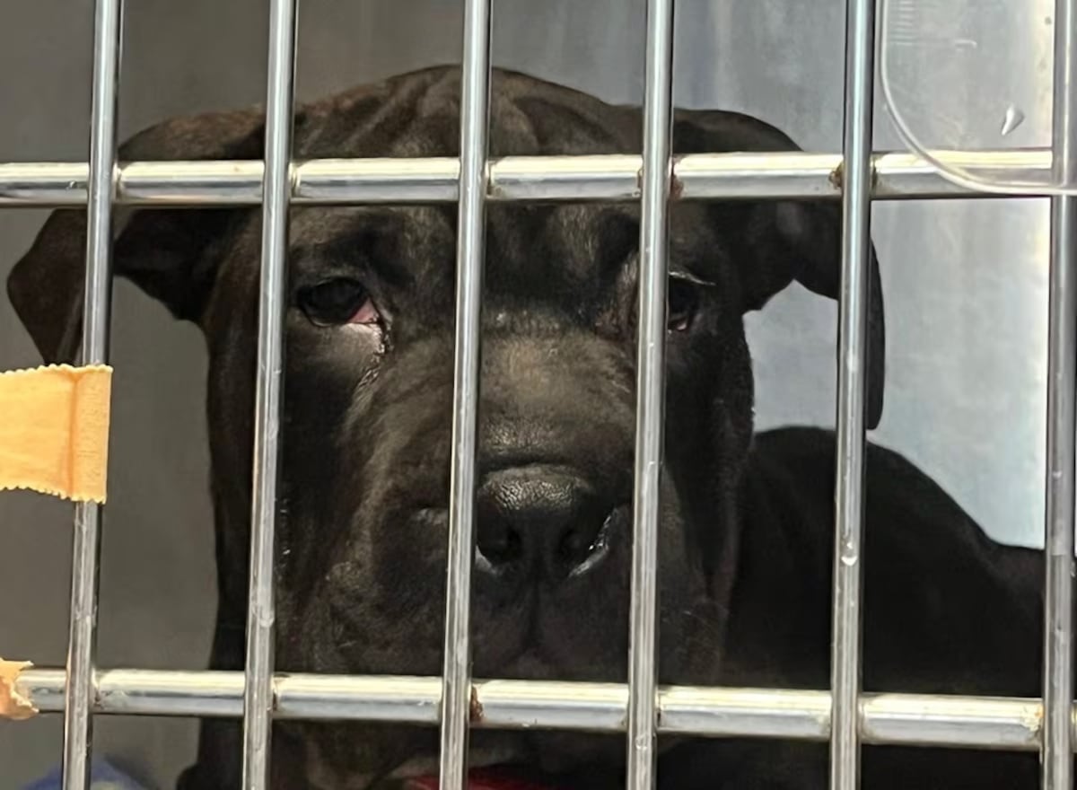 Ikram la chienne rescapee dIbiza cherche une famille aimante apres - plare.