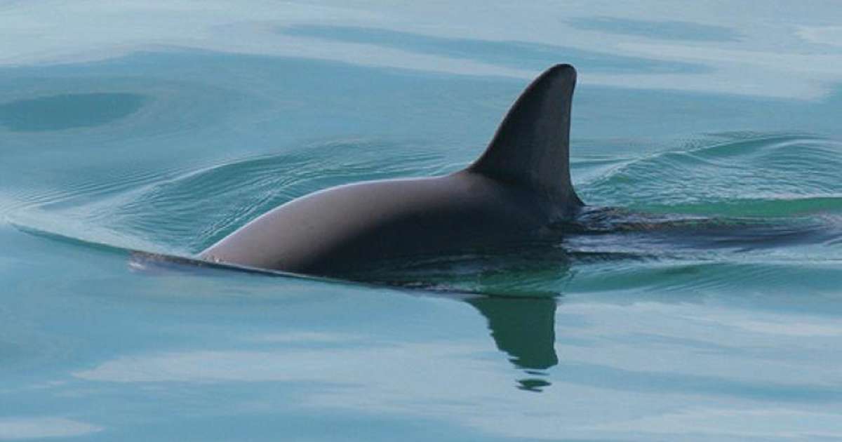 La vaquita marina el mamifero marino mas amenazado del planeta 1 - plare.