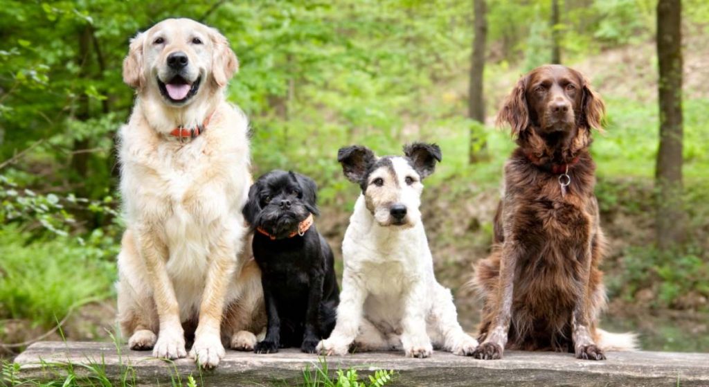 L’avenir des chiens en corée du sud : enjeux et solutions face à l’interdiction de la consommation de viande canine