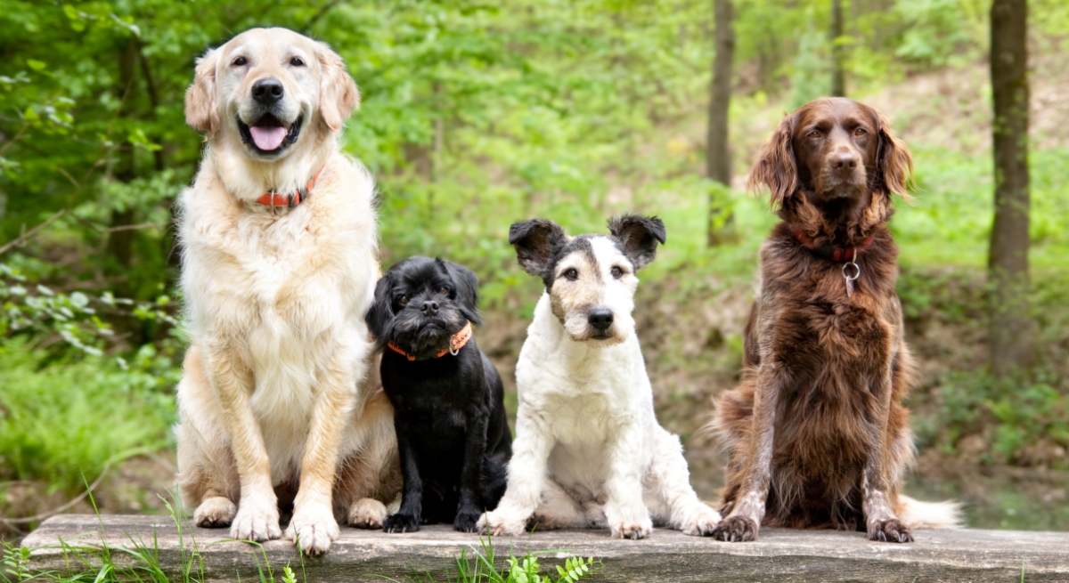 Lavenir des chiens en coree du sud enjeux et - plare.