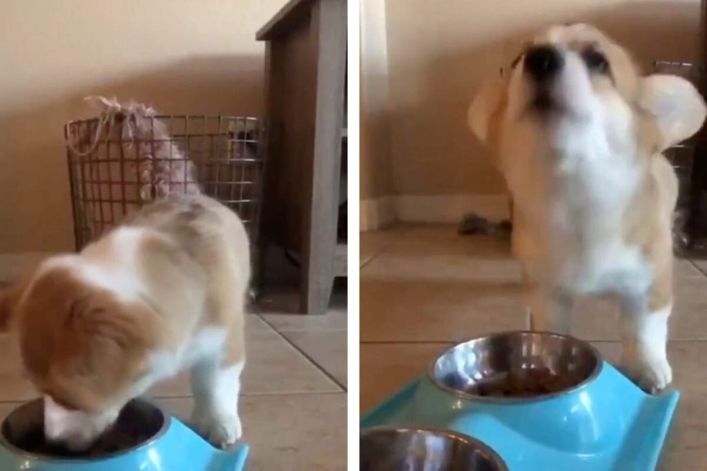 L’avenir des chiots royaux : plongée dans le monde des compagnons de la famille britannique