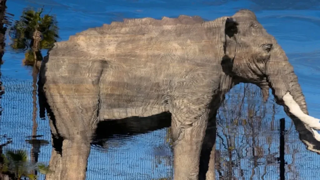 Le rôle crucial de la mégafaune disparue dans la préservation des espèces menacées