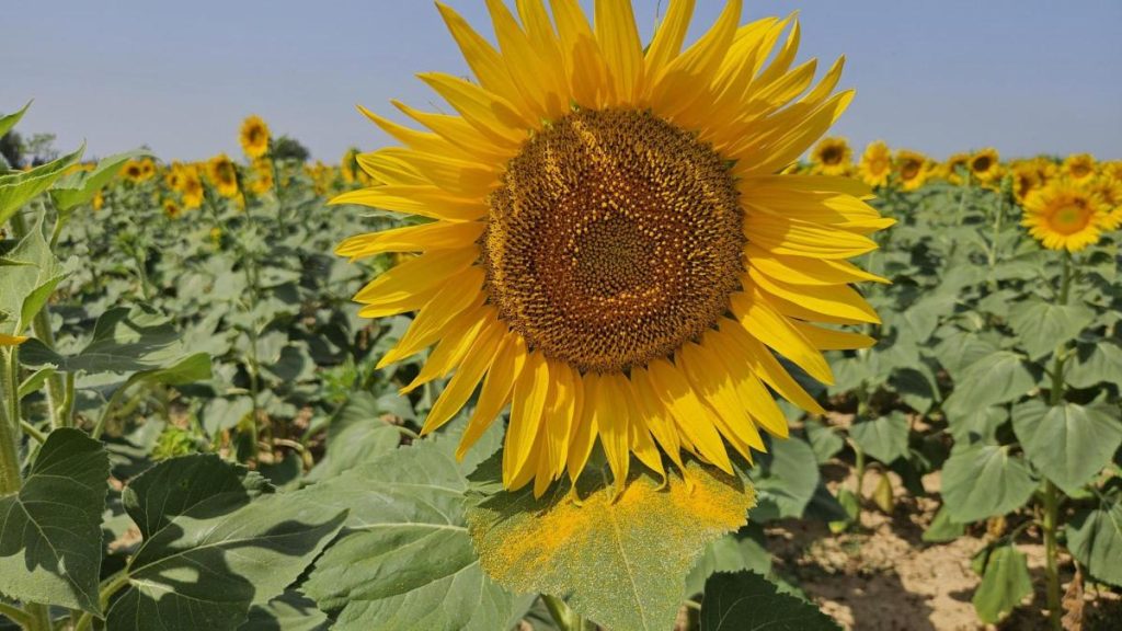 Le tournesol, moteur de la transformation agroalimentaire durable en Europe