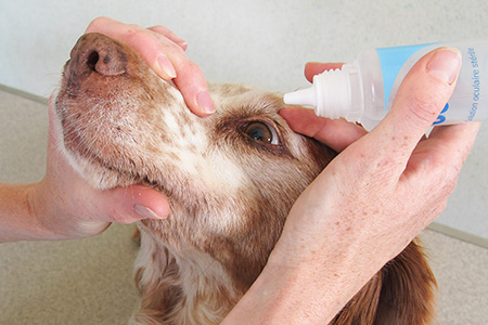 Les problemes oculaires courants chez les animaux de compagnie Prevention et soins - plare.