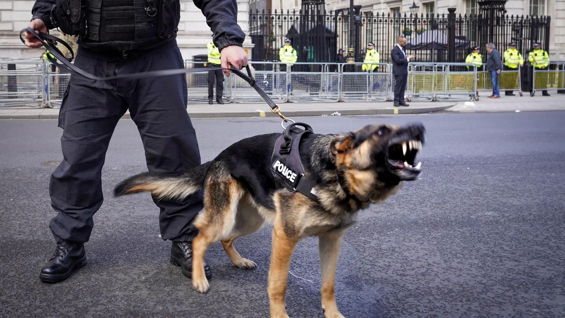 chien policier en repos