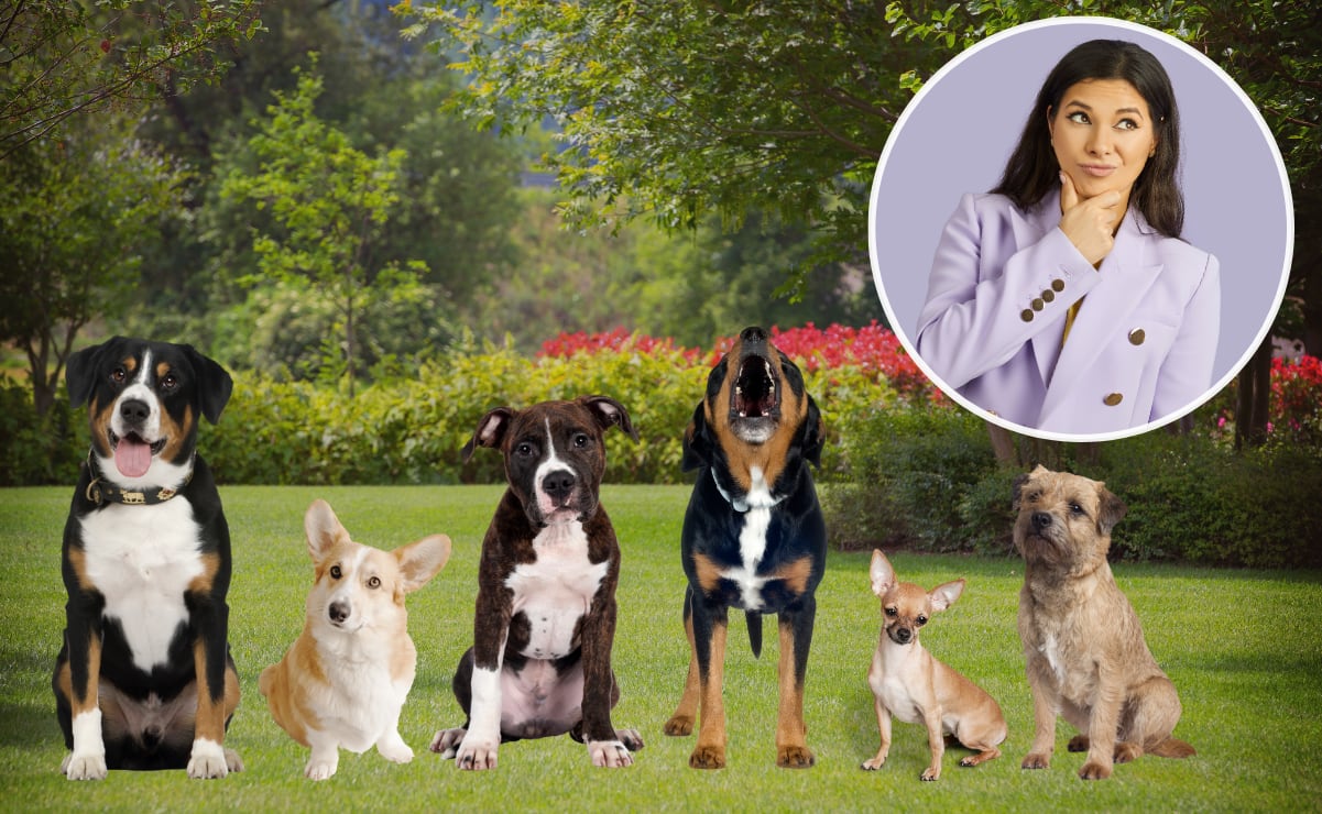 Pourquoi certains chiens aboient ils a des inconnus Les secrets du - plare.