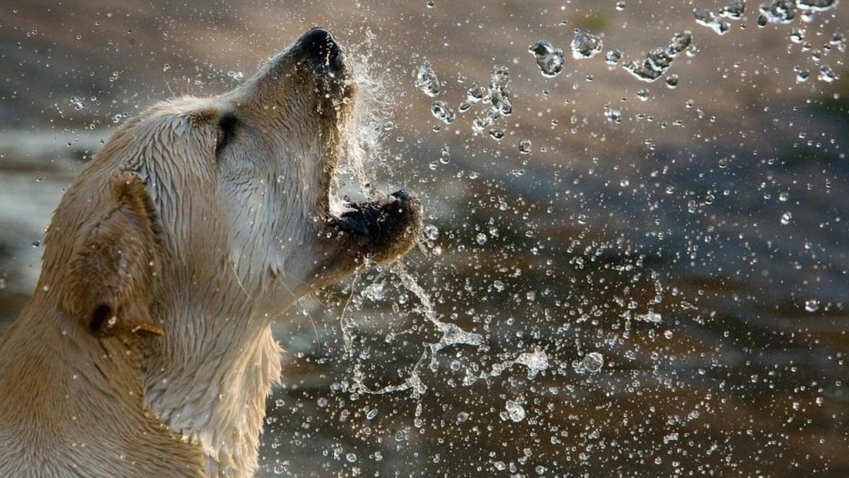 Protectez votre animal symptomes prevention et conseils indispensables pour - plare.