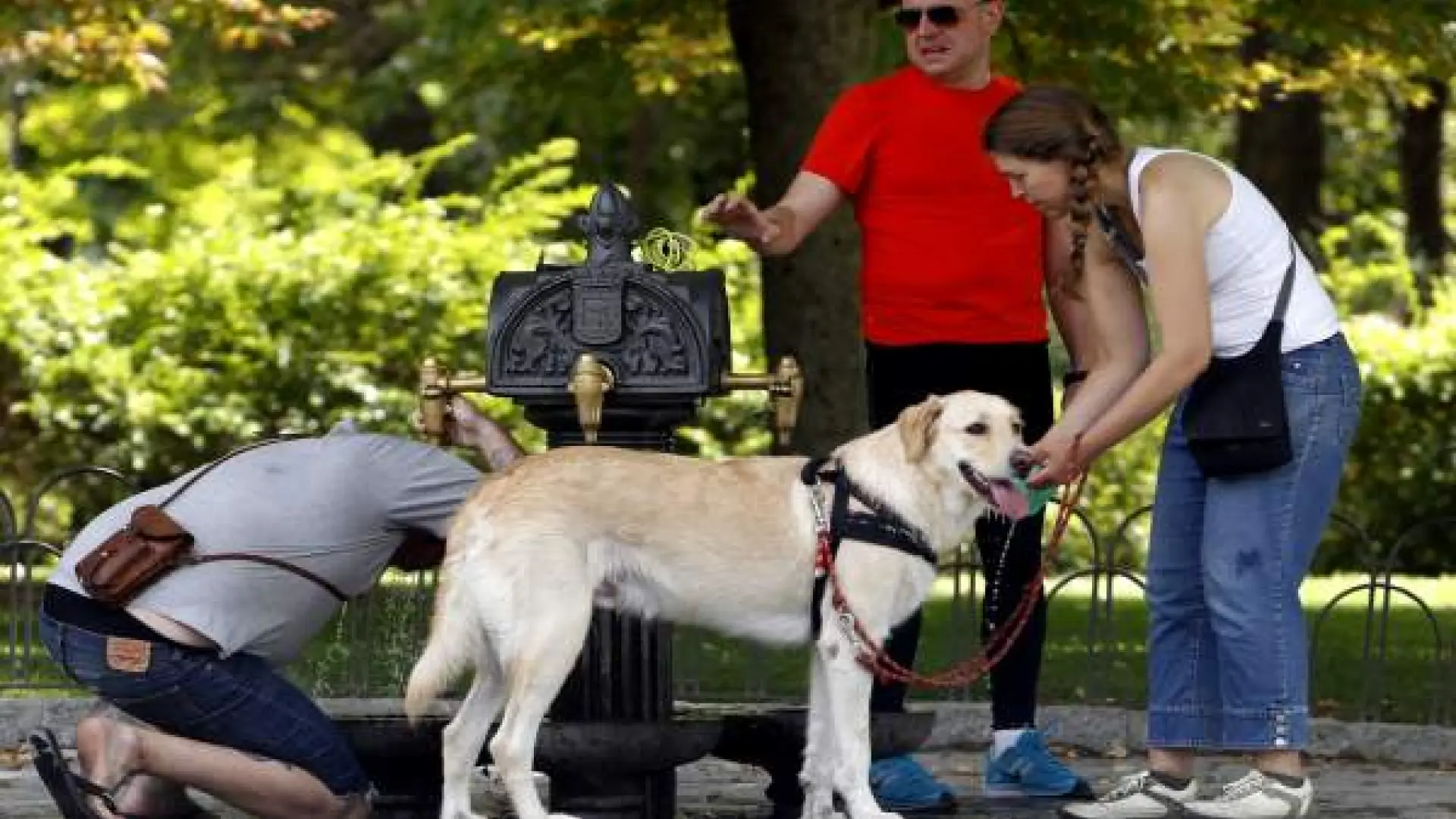 symptômes de coup de chaleur chez les chiens