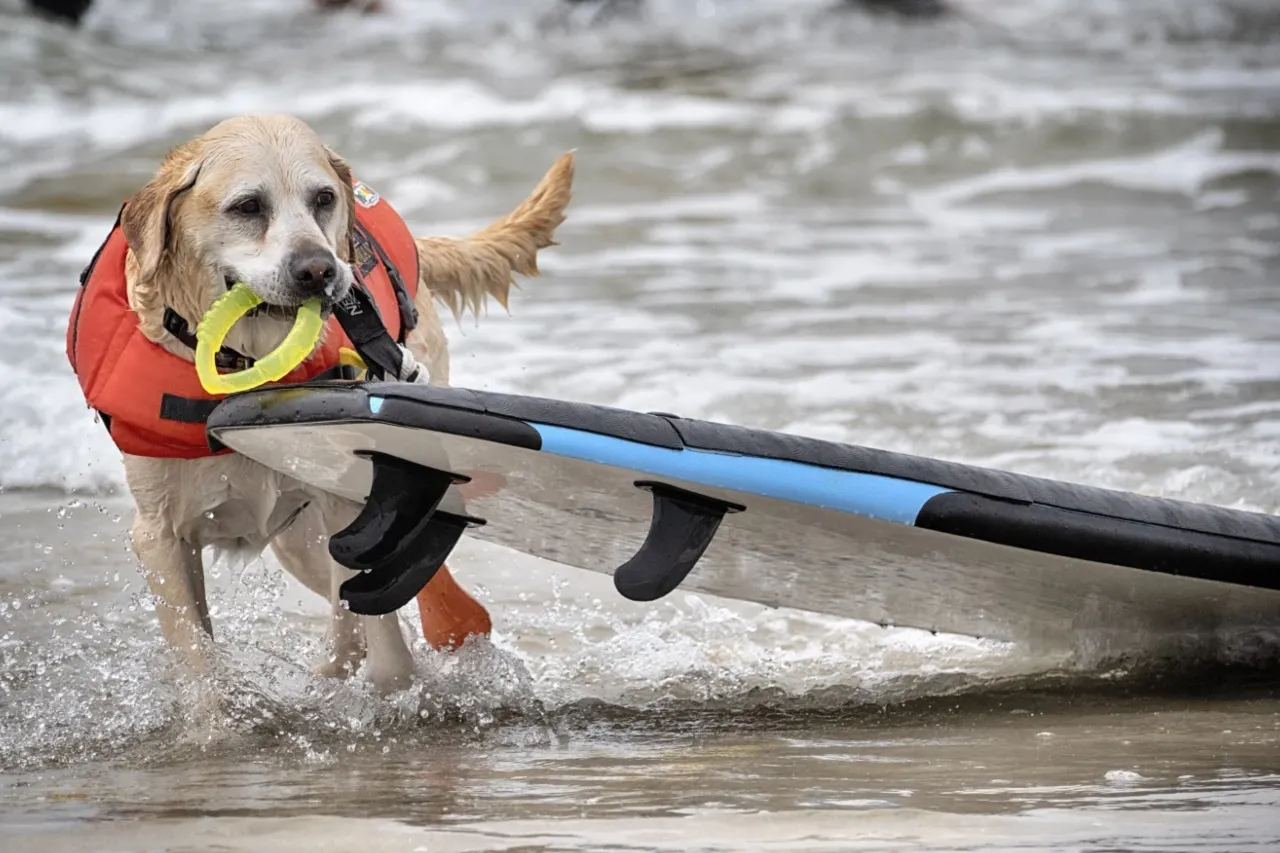 Chiens surfeurs en action sur la plage