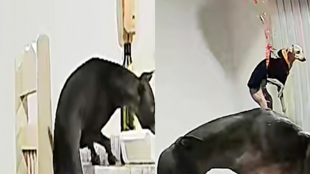 Titre SEO : Une réaction surprenante des propriétaires face à un événement inattendu.