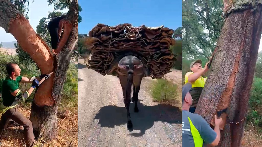 Un été sous le signe de l’urgence et de la coordination : enjeux et stratégies à explorer