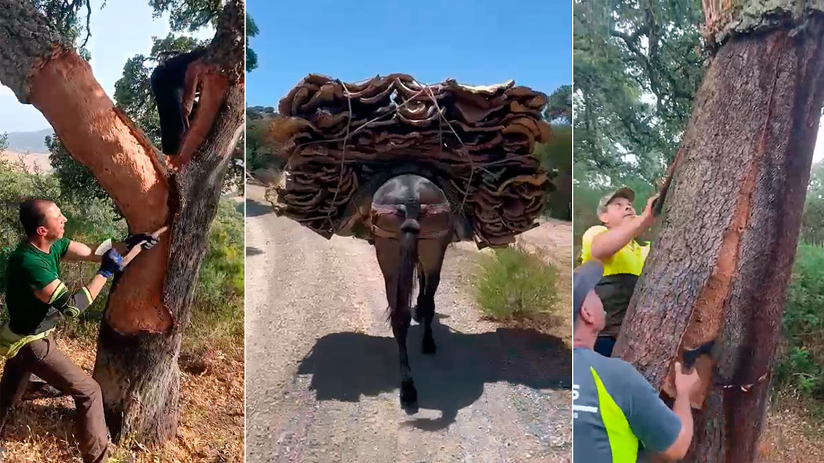 Un été sous le signe de l'urgence et de la coordination : enjeux et stratégies à explorer - plare. Intervention d’urgence dans le parc naturel