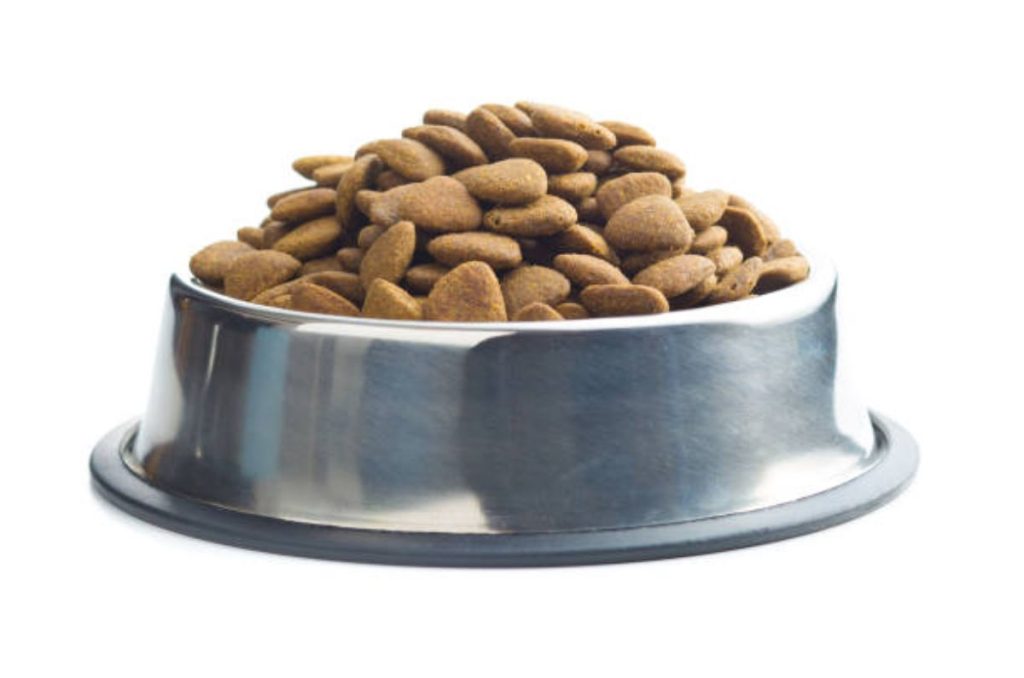 Alimentation saine pour les cachorros : conseils essentiels pour une nutrition équilibrée