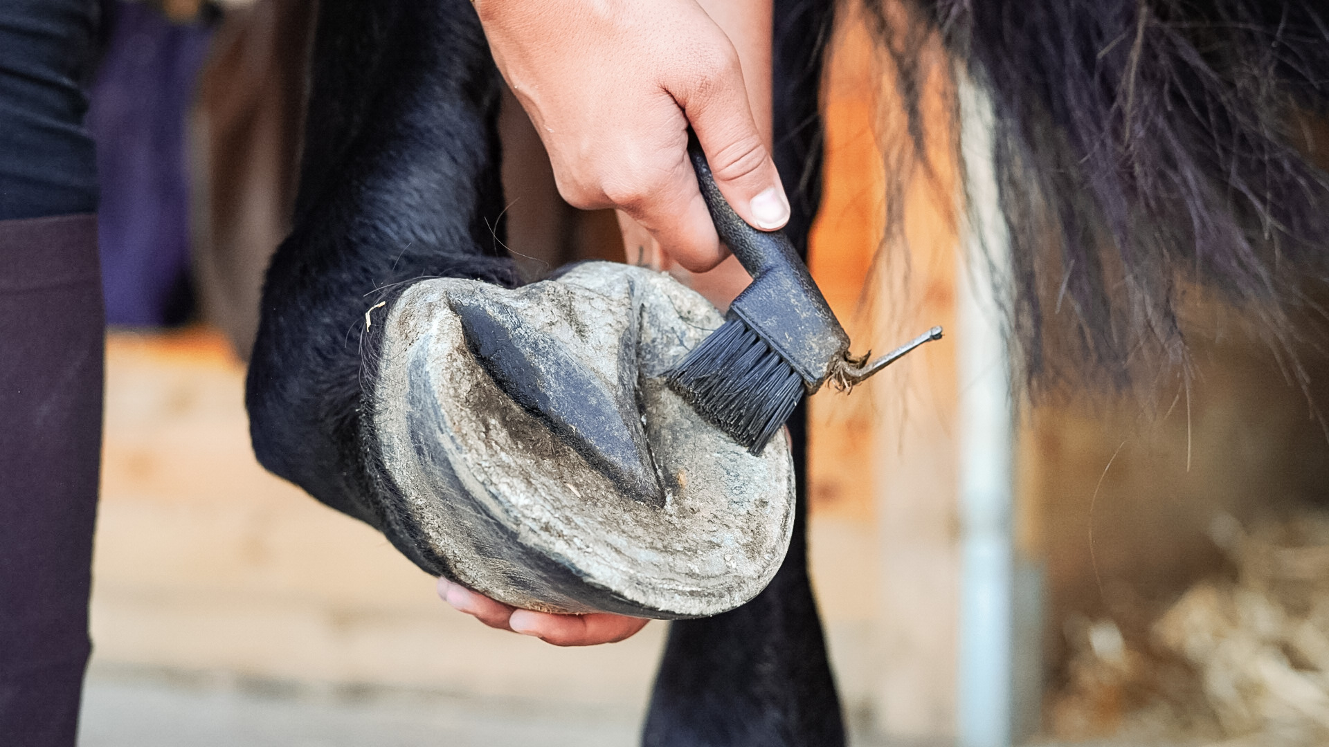 découvrez des alternatives innovantes pour les amoureux des chevaux à paris. explorez des options uniques et durables qui allient passion équestre et respect de l'environnement. transformez votre expérience équestre avec nos idées novatrices !