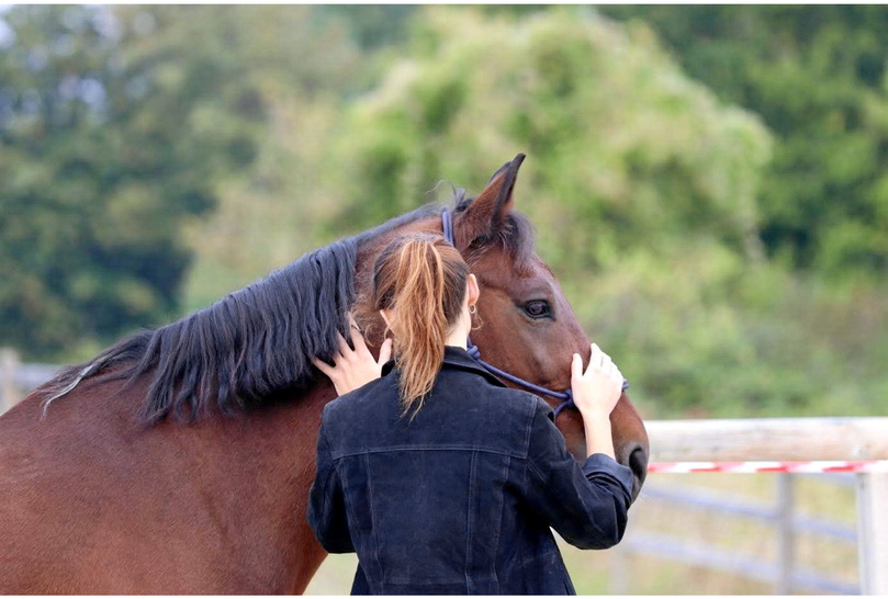 découvrez des alternatives innovantes pour le bien-être des chevaux à paris. explorez des solutions écologiques et modernes qui améliorent la qualité de vie équine tout en répondant aux besoins des propriétaires de chevaux.