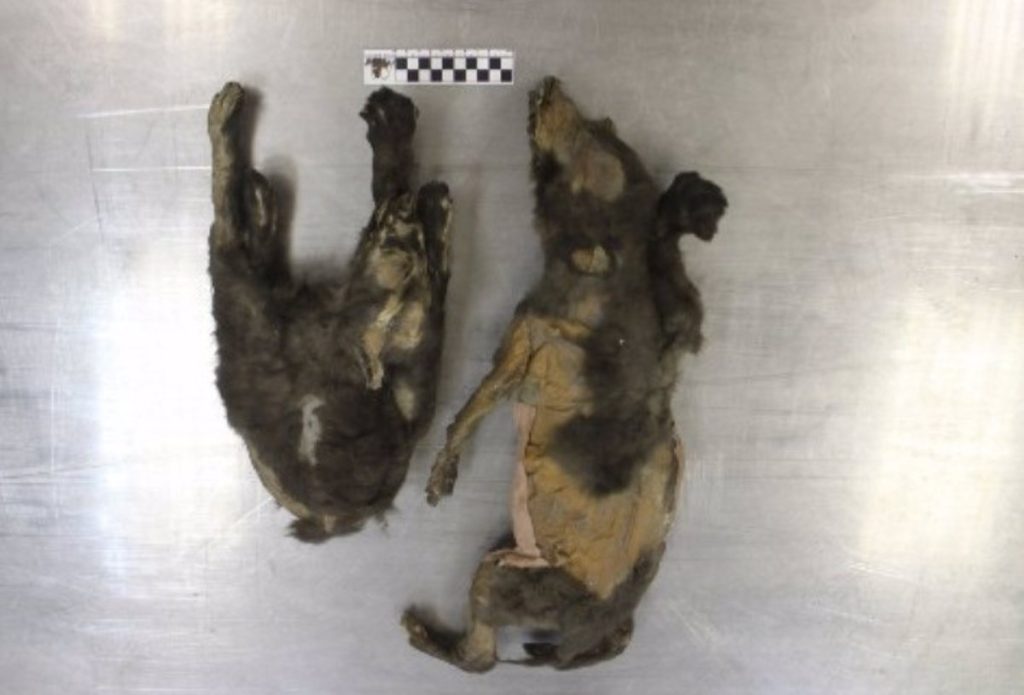 Les mystères des lobos extintos : qu’est-ce qui se cache derrière leur extinction ?