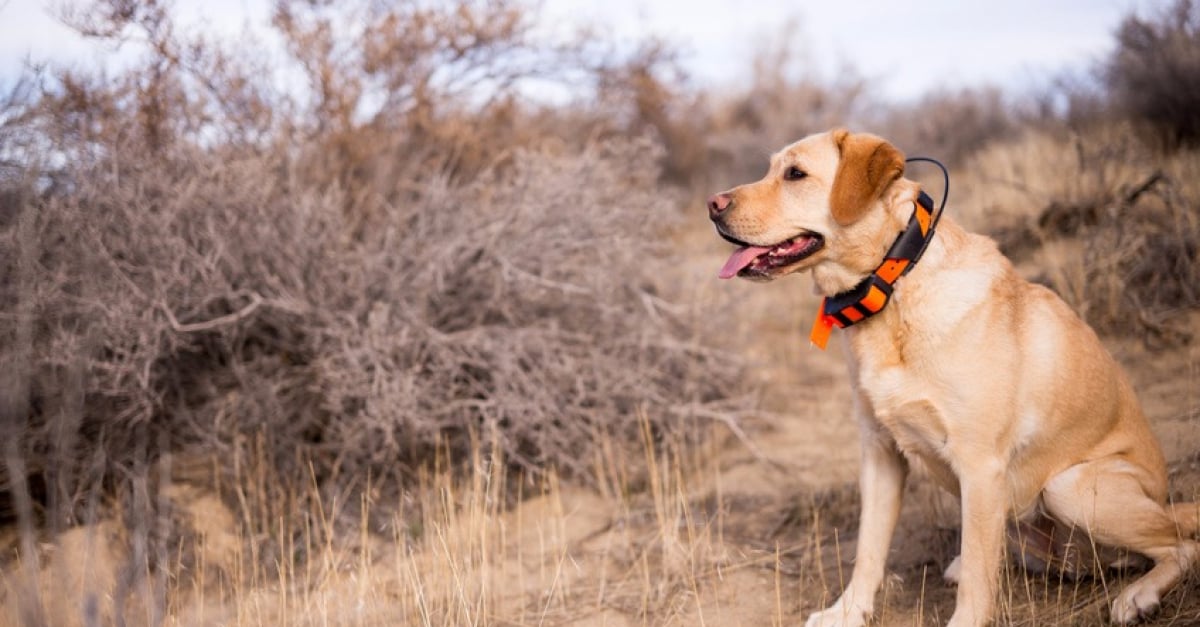 Les 10 colliers GPS incontournables pour suivre votre chien - plare. dĂ©couvrez les meilleurs colliers gps pour chiens afin de suivre et de protĂ©ger votre compagnon Ă quatre pattes. restez serein en connaissant toujours sa position, oĂč qu'il soit.