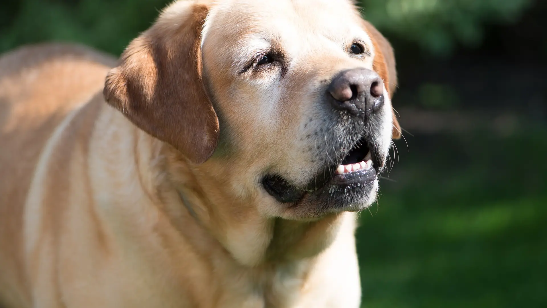 esperanza de vida de perros 0.webp - plare.