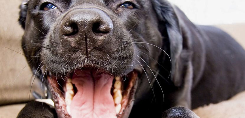 evitar el mal aliento del perro - plare.
