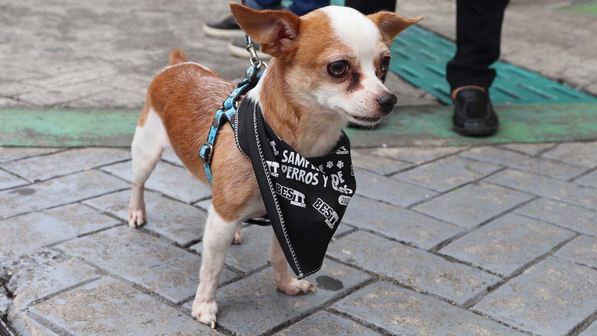 fiestas y eventos para perros 1 - plare.