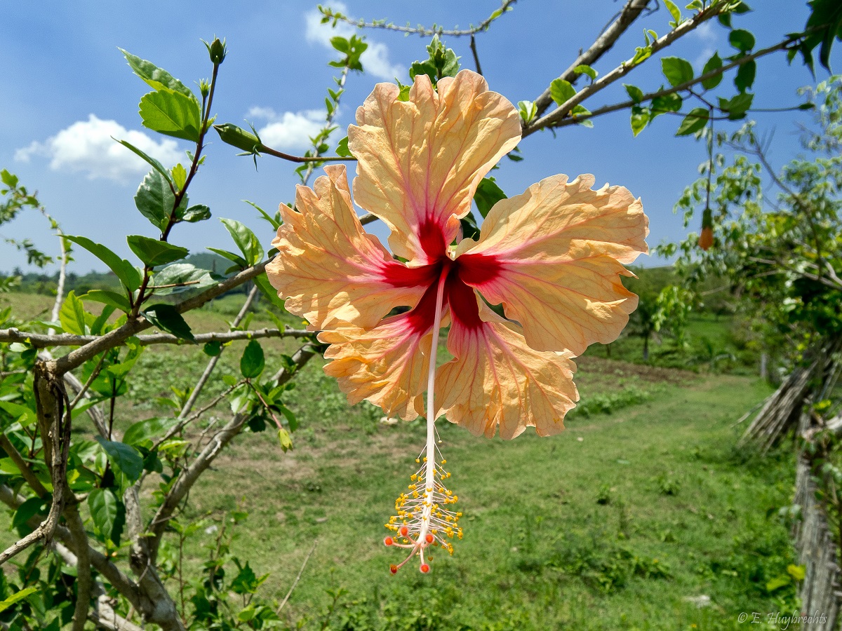 flora autoctona de cuba - plare.