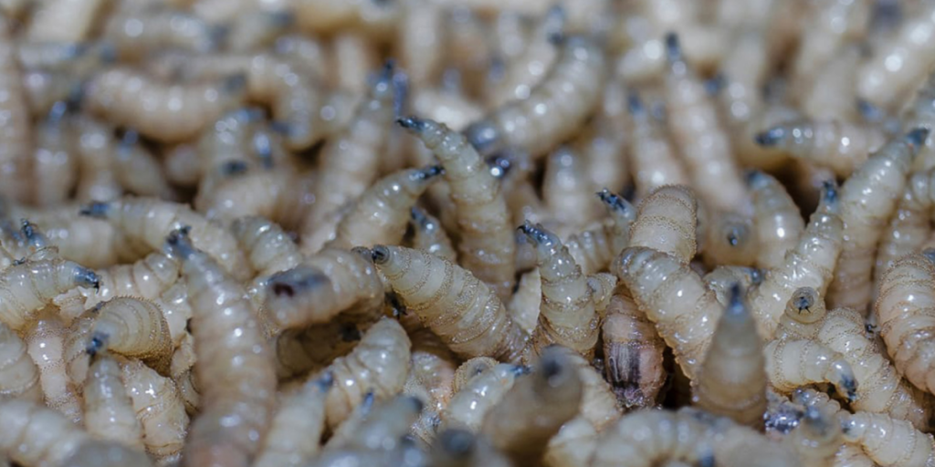 « Alerta sanitaria : protocoles essentiels à suivre après les premiers cas »