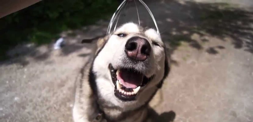 masajes al perro - plare.