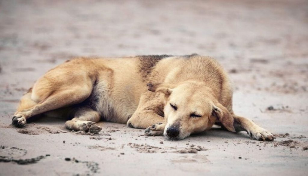 Marruecos sous la loupe : controverse autour des abattages de chiens errants avant la Coupe du Monde 2030