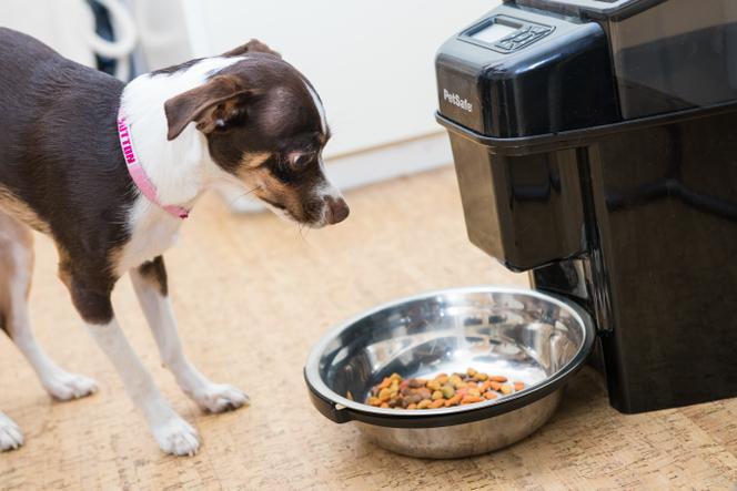 Les 10 meilleures plateformes pour acheter de la nourriture pour vos chiens et chats - plare. découvrez notre sélection des meilleures plateformes pour la nourriture des animaux. trouvez des conseils, des avis et des recommandations pour assurer une alimentation saine et équilibrée à vos compagnons à quatre pattes.