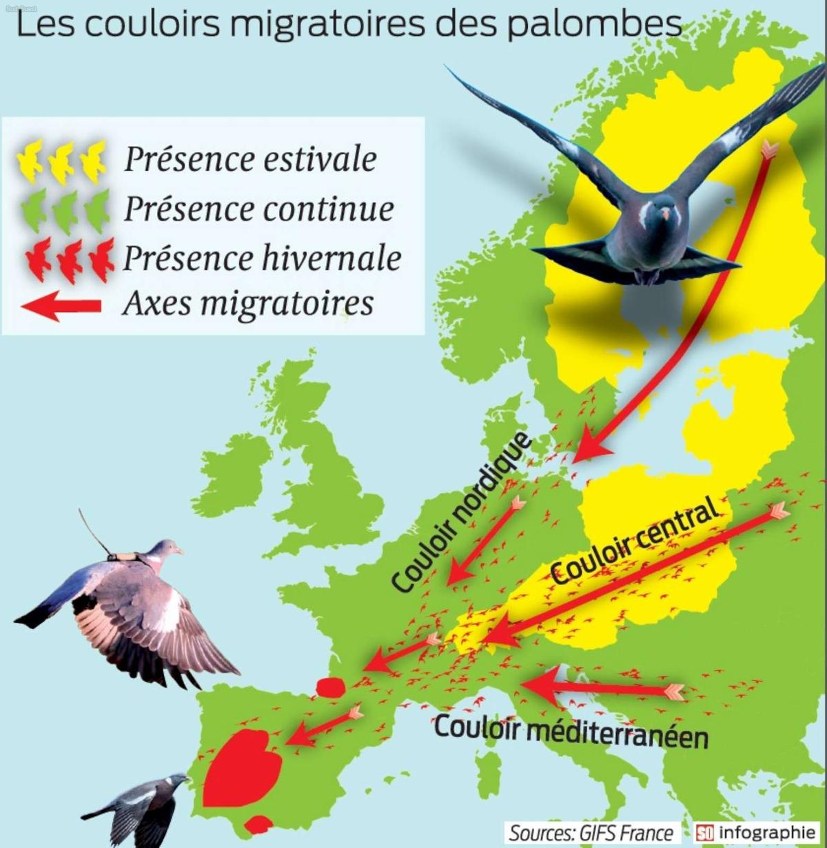 découvrez tout sur la migration des palombes pour la saison 2024-2025. suivez les étapes de leur parcours, apprenez à les observer et profitez des conseils pour les chasseurs et ornithologues passionnés.