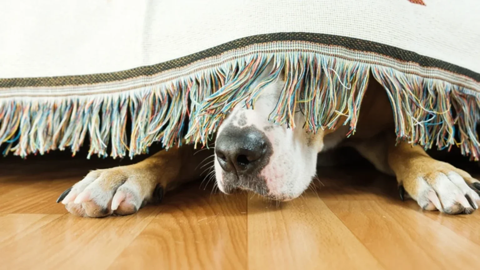 Perros y ansiedad: cómo pueden detectar el estrés humano y sus señales emocionales