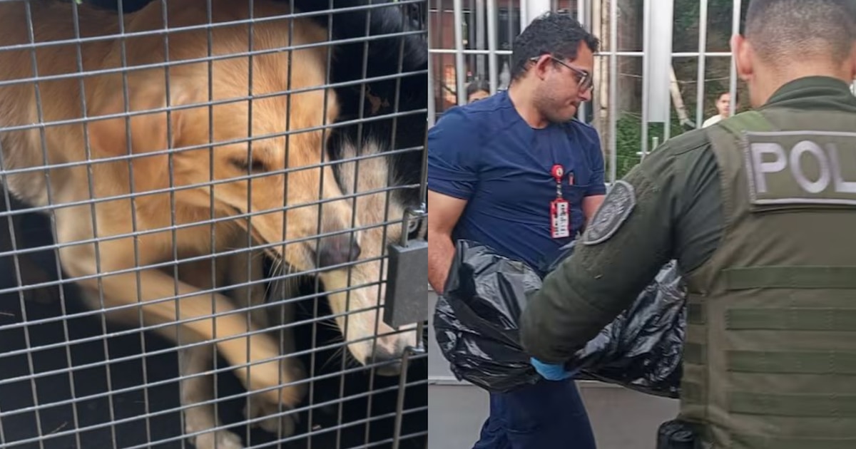 perros en situaciones extremas 1 1 - plare.