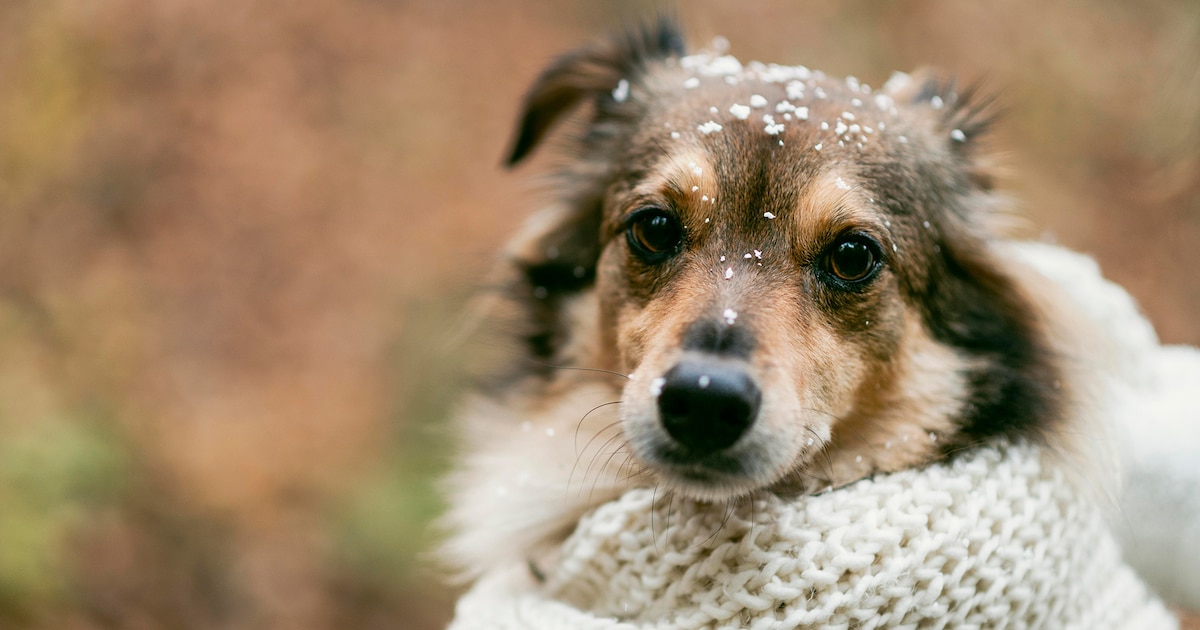 perros y frio extremo 0 - plare.