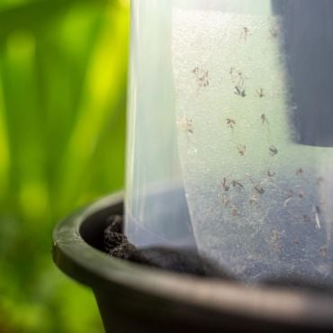 découvrez notre piège à moustiques innovant, idéal pour protéger votre espace extérieur des nuisibles. efficace et respectueux de l'environnement, il attire et élimine les moustiques sans pesticides. profitez pleinement de vos soirées d'été sans être dérangé !