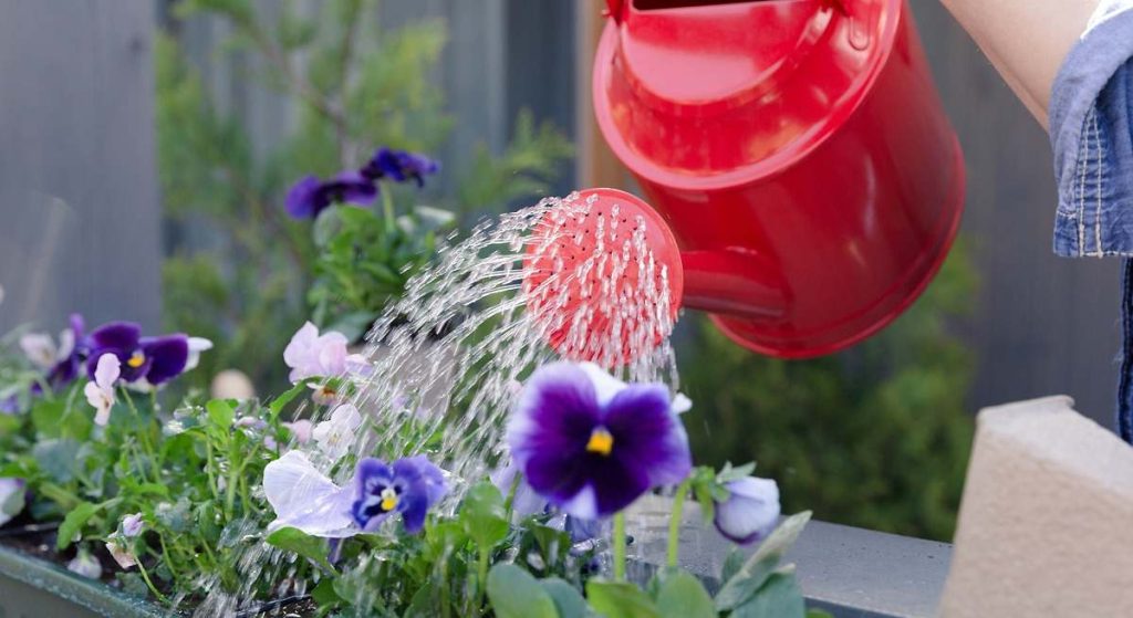 Boniato : un tubercule riche en potassium essentiel pour la santé cardiovasculaire et le sommeil des seniors