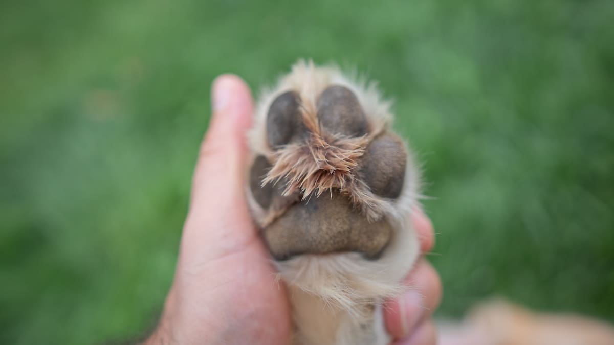 prueba de los cinco segundos para perro 1 - plare.