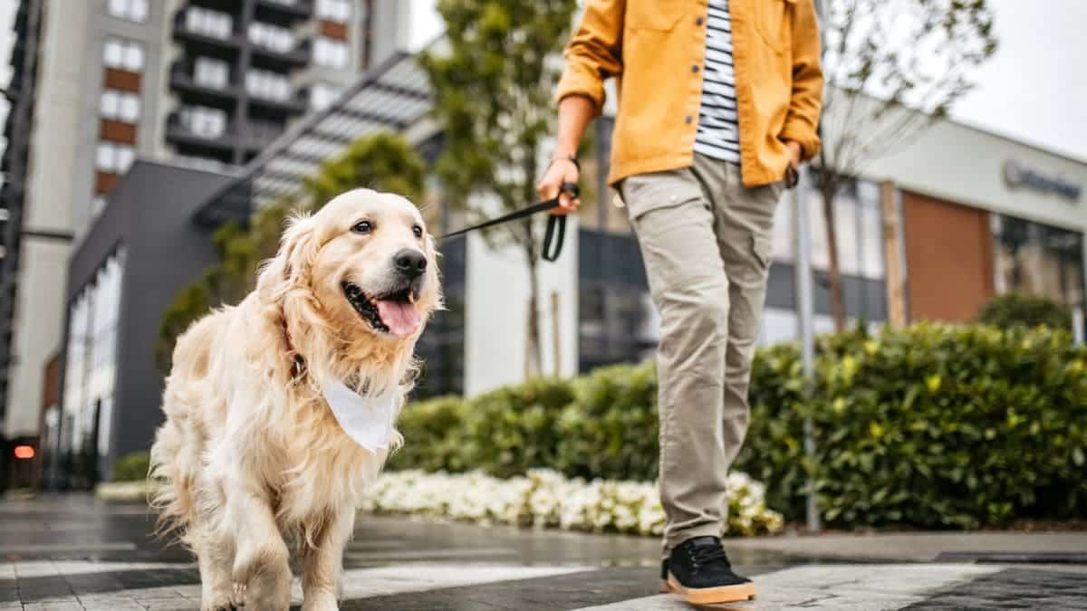 registro de perros de asistencia 1 - plare.