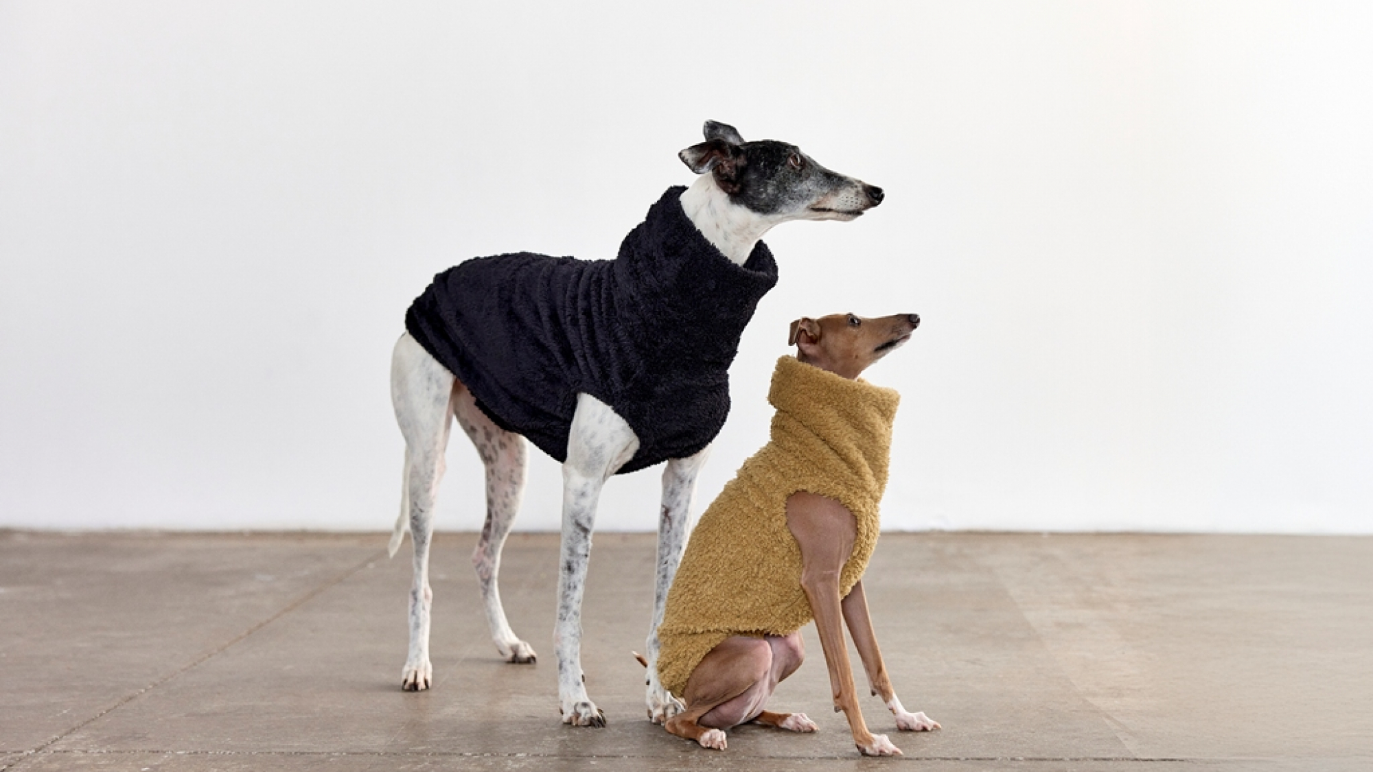 ropa para perros 3 1 - plare.