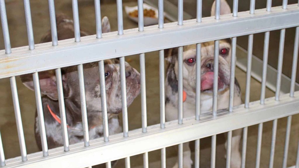 Sanciones por incumplir normas sobre mascotas: aspectos clave que todo dueño debe conocer