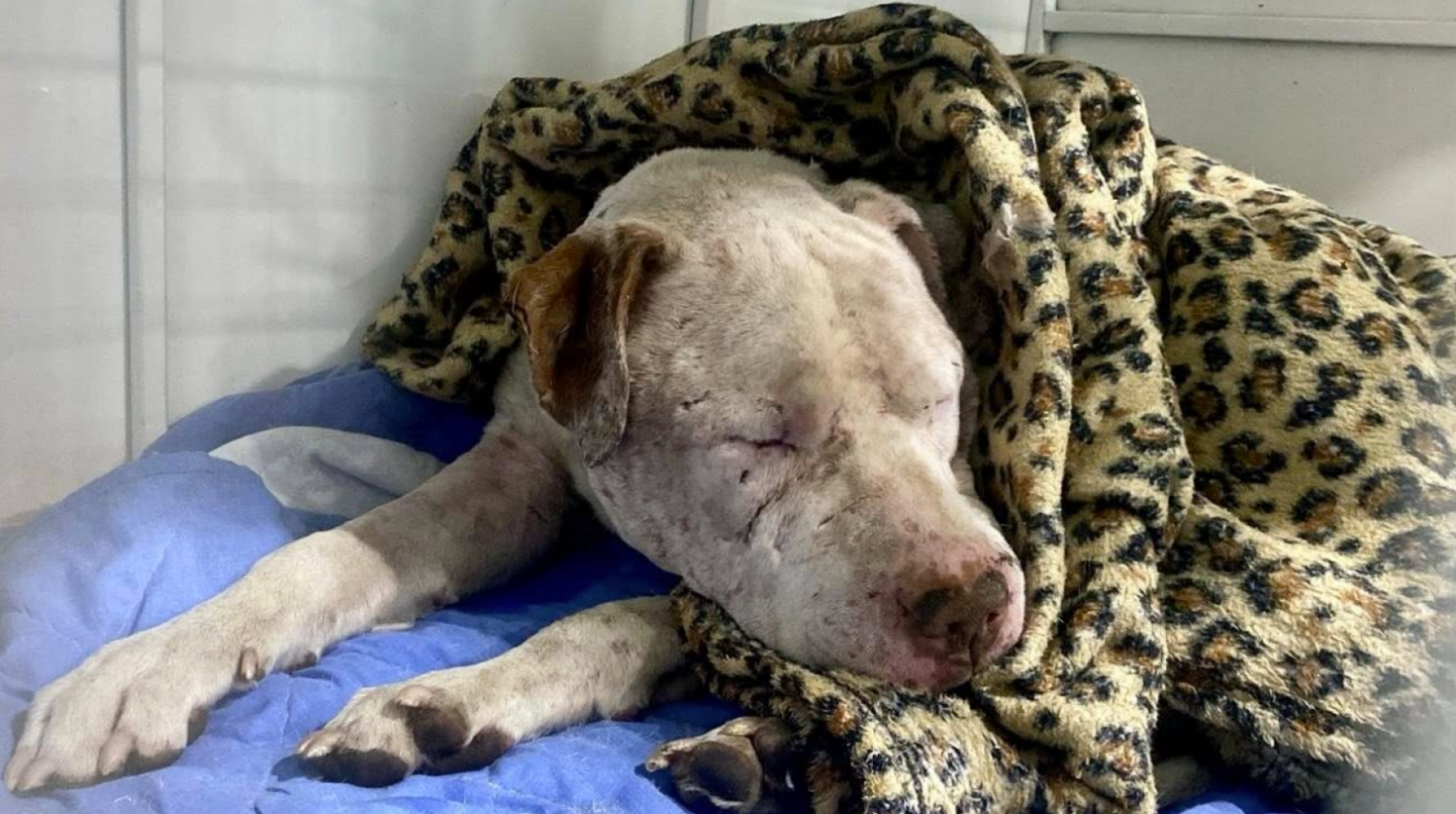 Avancées et défis en médecine vétérinaire : une révolution pour la santé animale