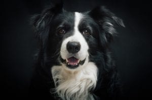 Choc et émerveillement : histoires fascinantes pour les passionnés de Border Collie - plare. retrato de un Border collie con fondo negro