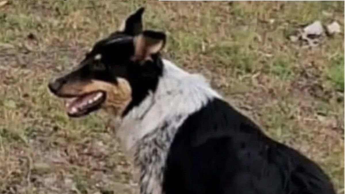 Border Collie courant heureux dans le champ