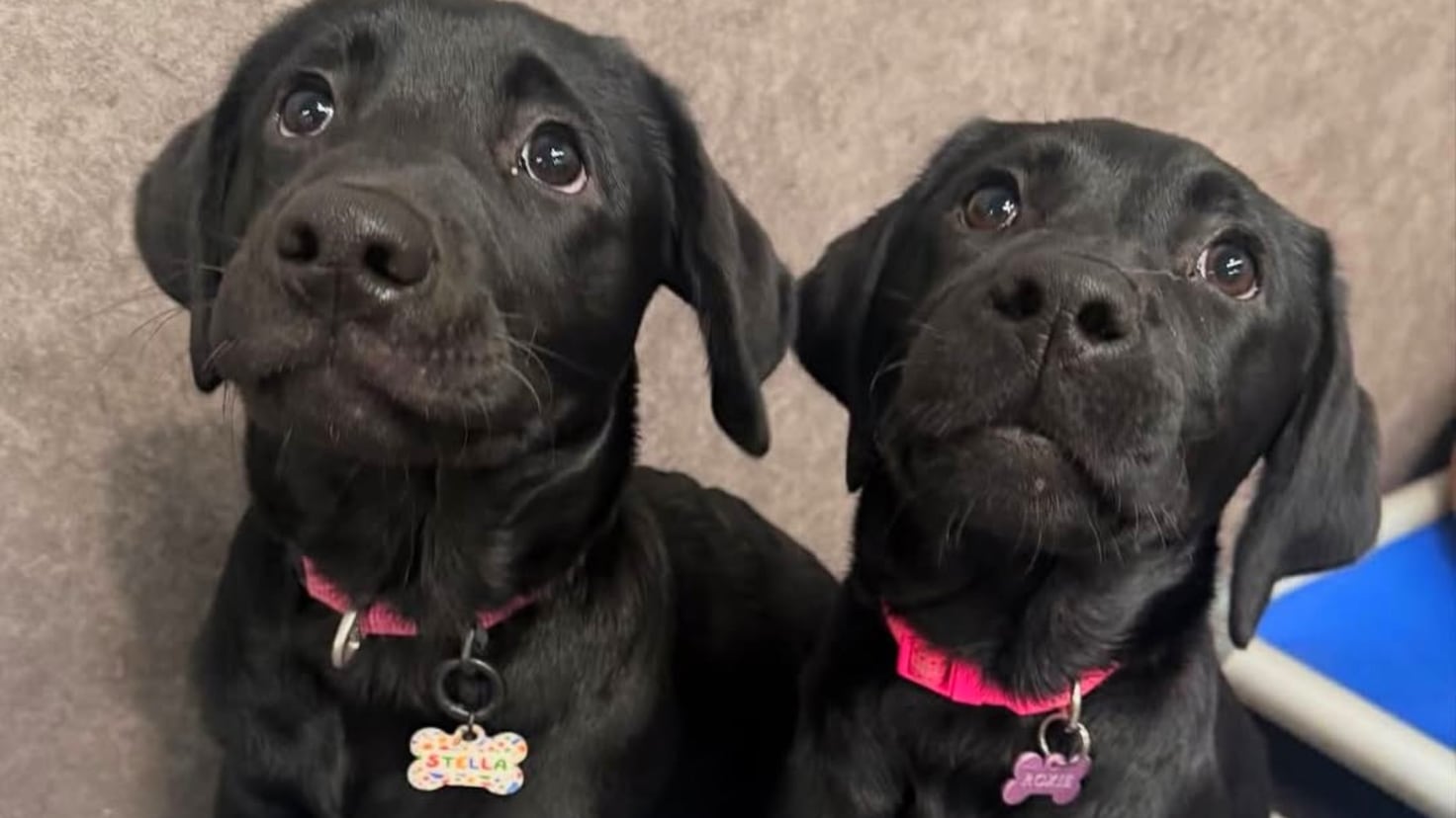 Hermanas labrador abrazadas